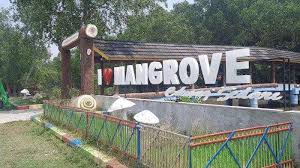 Potensi Ekonomi Mangrove Desa Sedari: Pendapatan Lebih dari 100 Juta